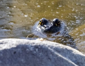 bullfrog in pond