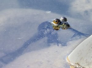 bullfrog in pond